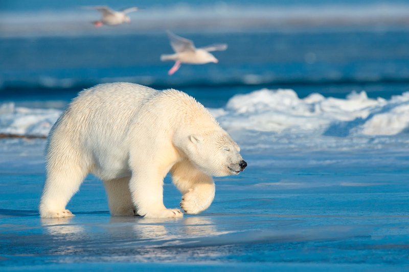 Ang polar bear sa isang panaginip