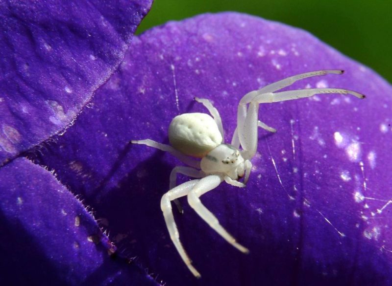 Araignée blanche dans un rêve