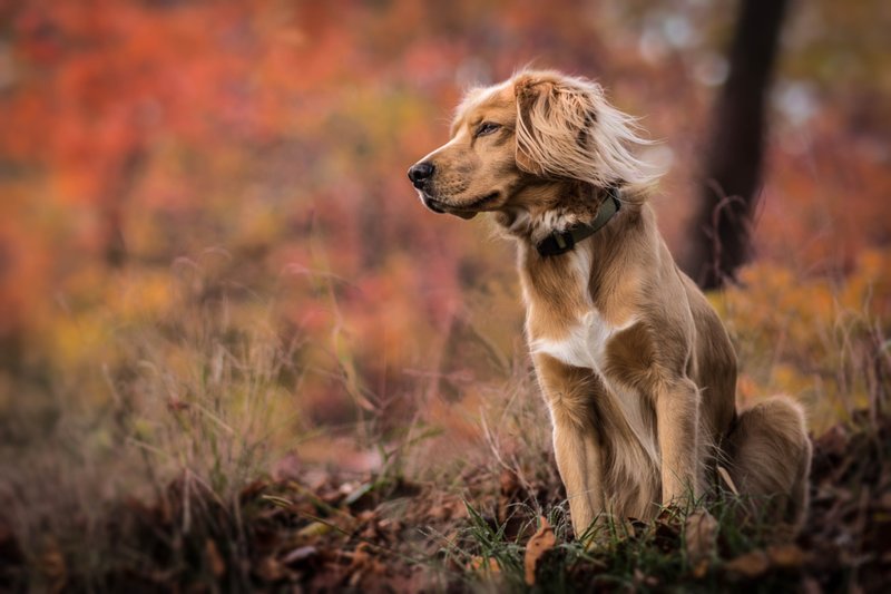 De quoi rêve le chien