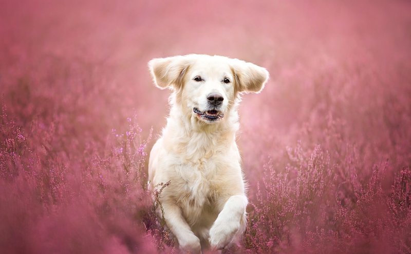 Interprétation des rêves avec un chien