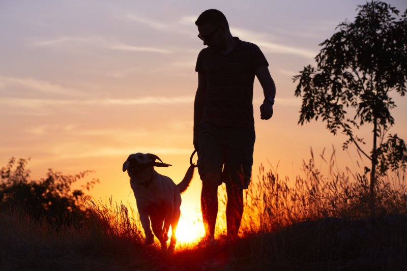 L'image d'un chien dans le livre de rêve masculin