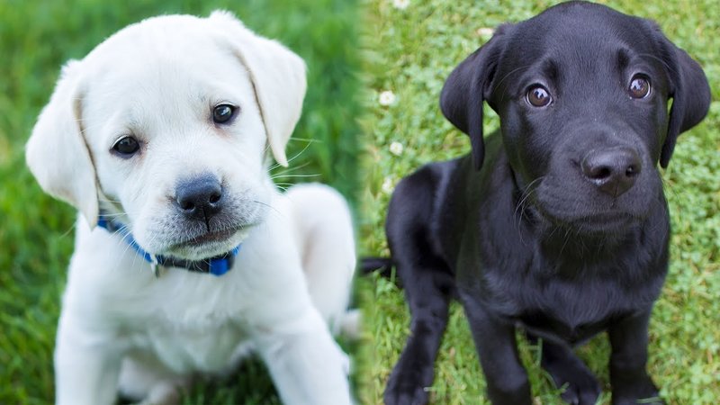 Si vous rêvez de chien noir et blanc