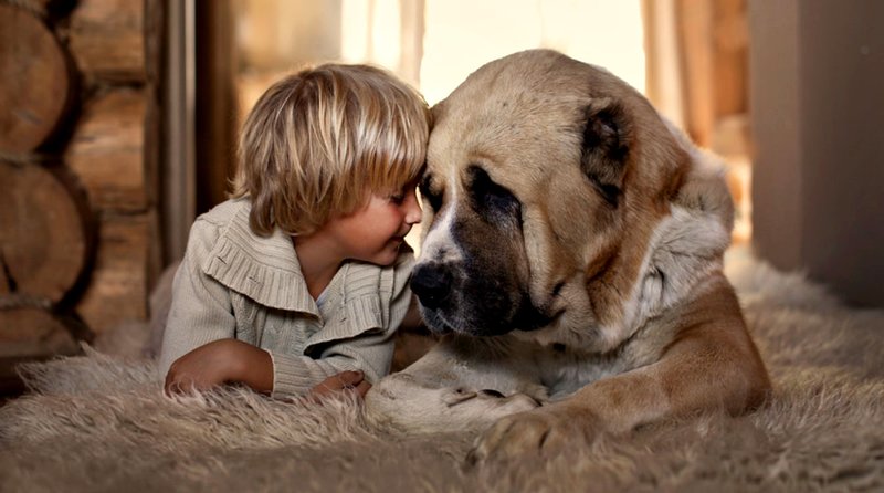 Dog on a children's dream book