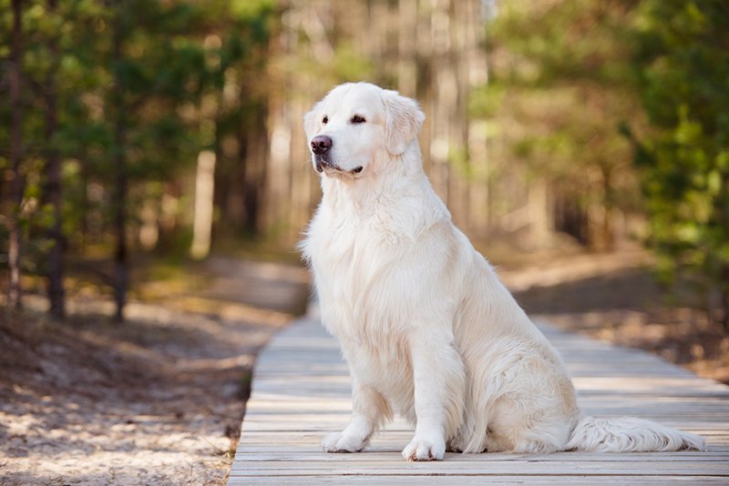 White labrador