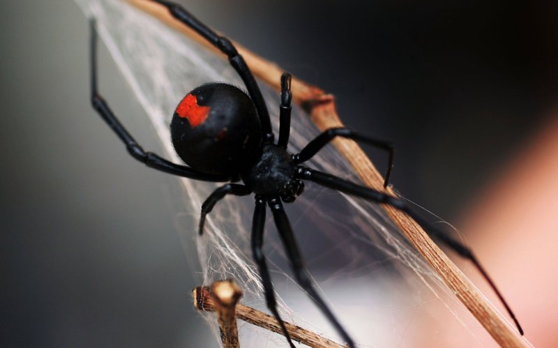 Spider tisse une toile dans un rêve