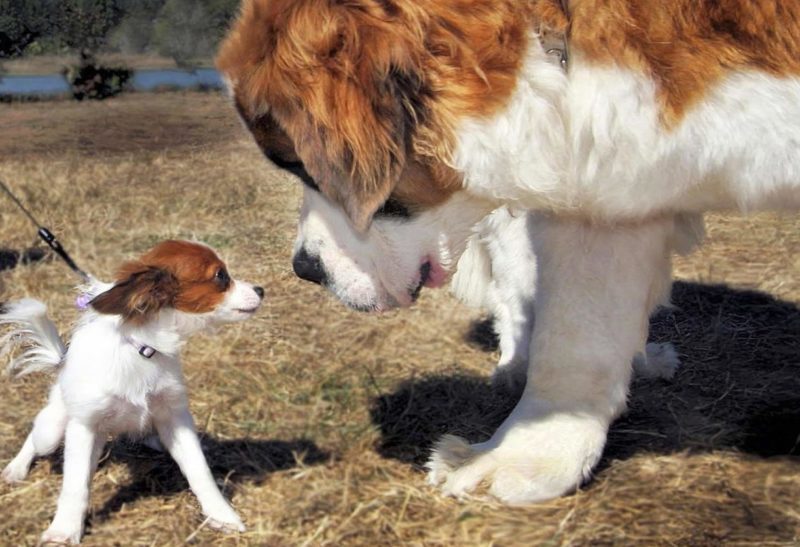 Tailles de chien dans un rêve