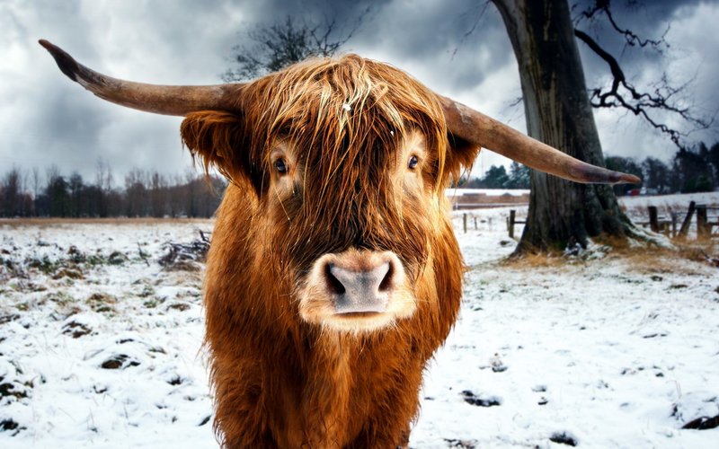 Bull sur un livre de rêve des animaux