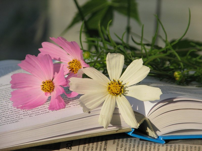 Mga bulaklak ayon sa mga libro ng pangarap