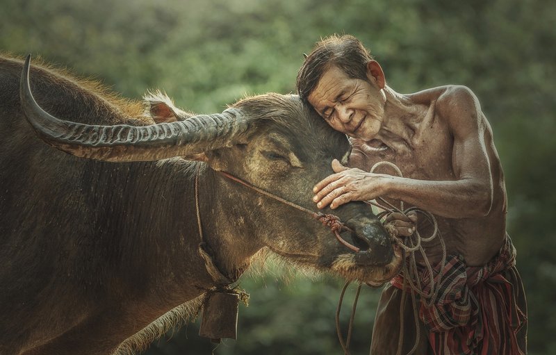 Taureau et homme en rêve