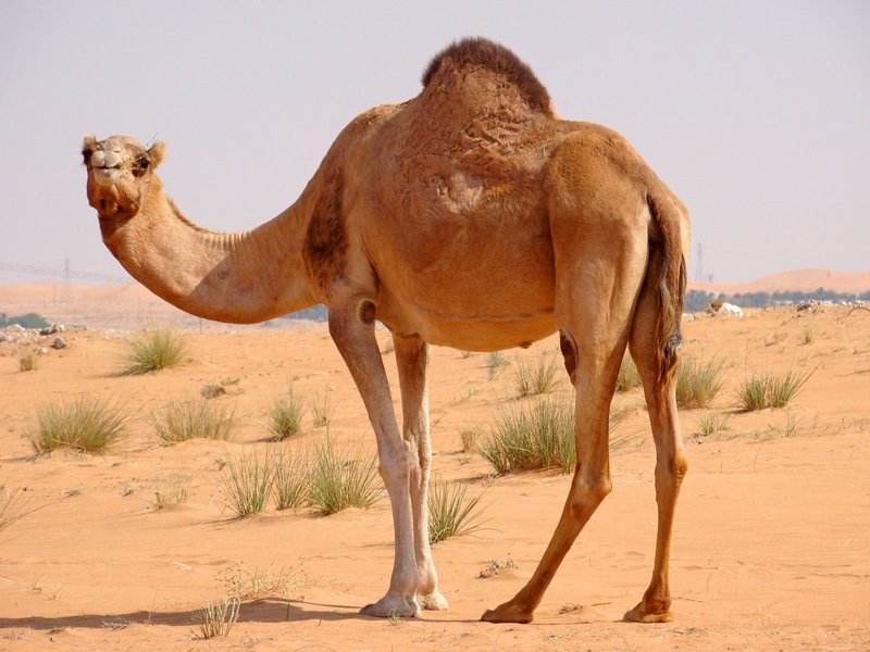 L'image d'un chameau dans un rêve