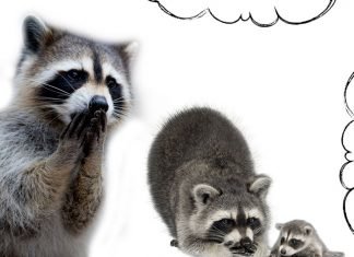 Pangarap ng Raccoon