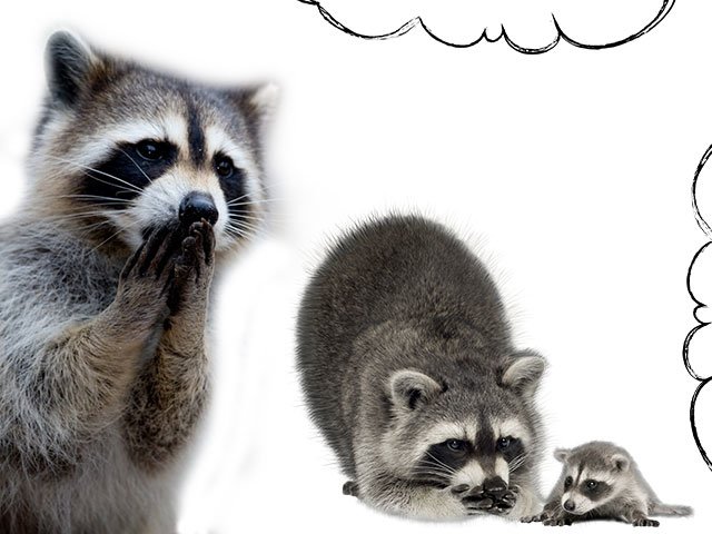 Pangarap ng Raccoon