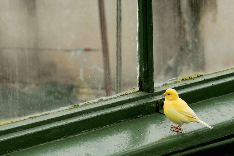 Animaux sur la fenêtre selon le livre de rêve