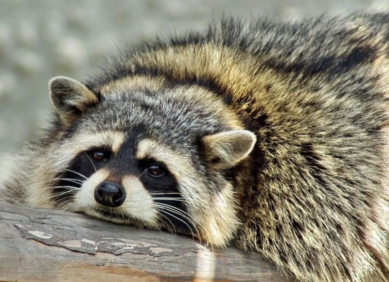 Raccoon ayon sa pang-araw-araw na librong pangarap