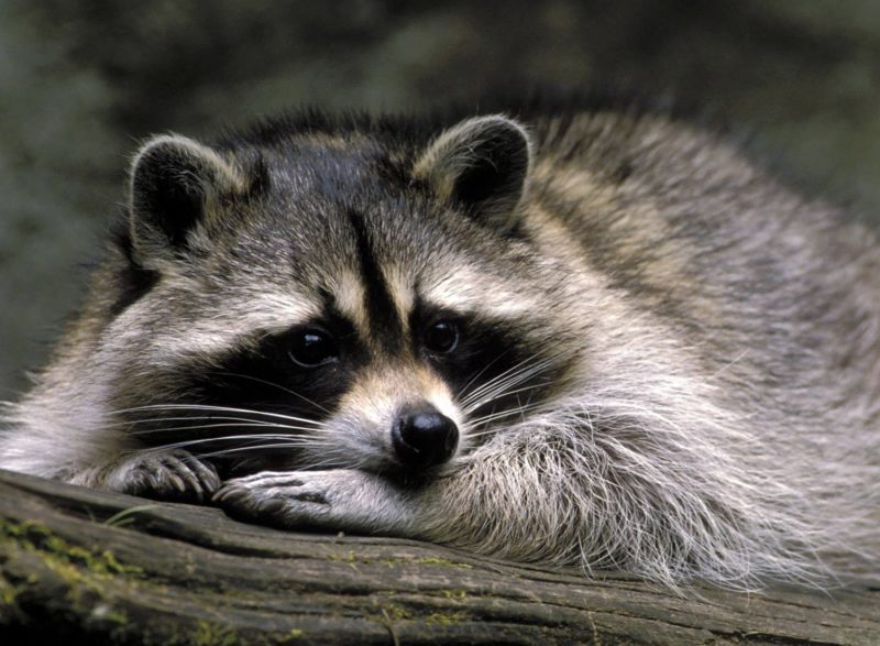 Raccoon ni Roberts