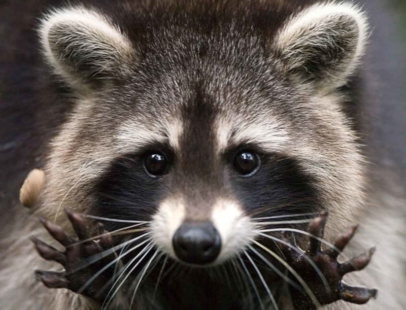 Raccoon sa isang panaginip