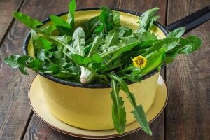 Dandelion at nettle salad