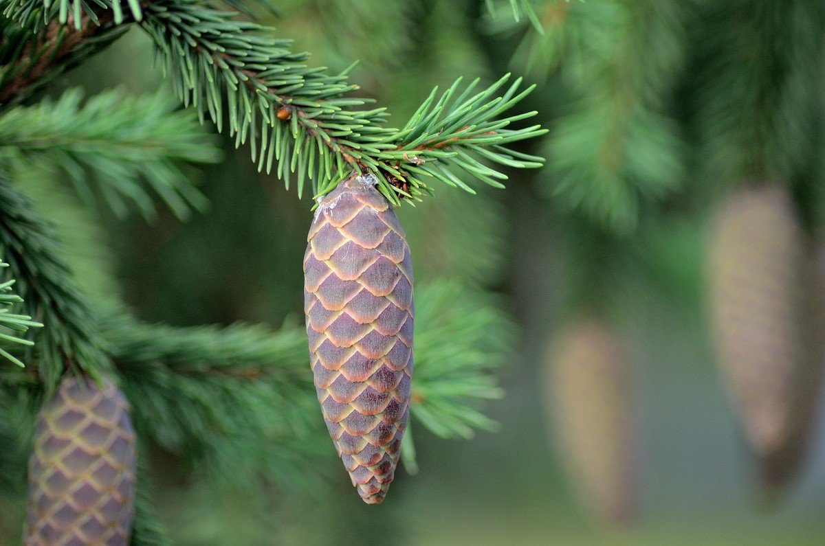 Pagkonsulta mula sa isang luslos sa isang fir cone