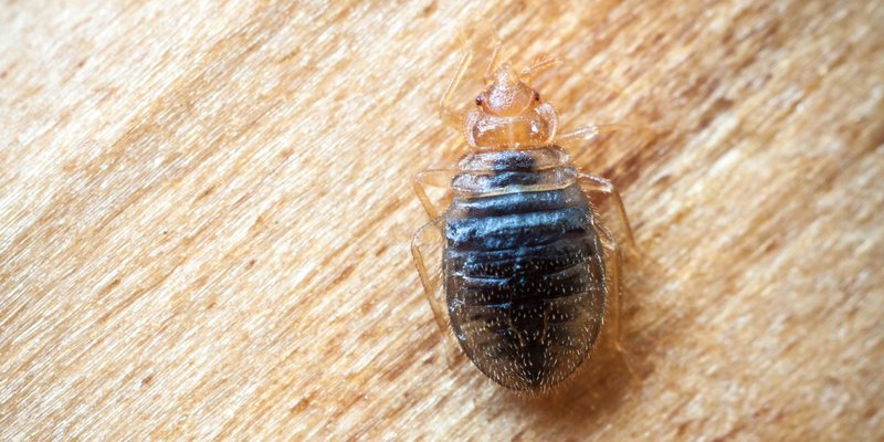 Mga konspirasyon at panalangin mula sa mga bedbugs sa apartment