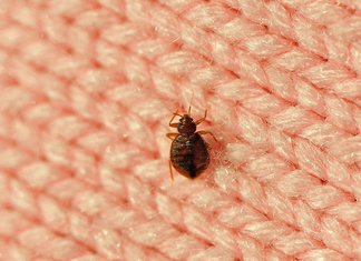 Pagkonsulta sa Bedbug