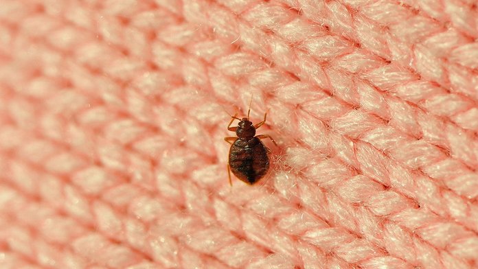 Pagkonsulta sa Bedbug