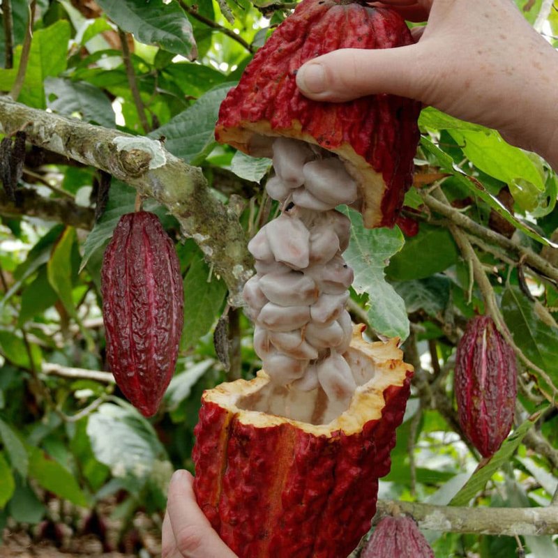 Ripe Cocoa Tree Prutas