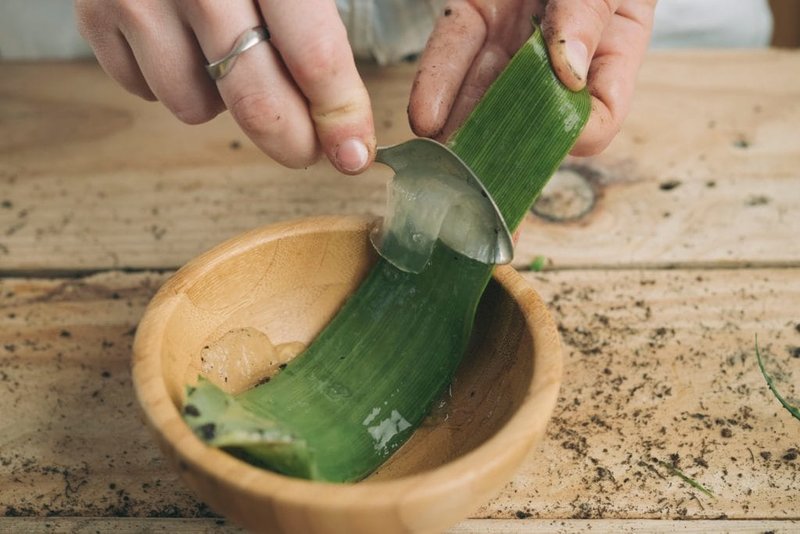 Ang Aloe pulp ay idinagdag sa komposisyon ng mga mask ng buhok