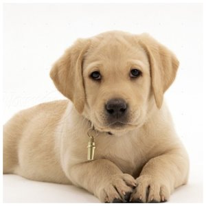 Chiot Labrador