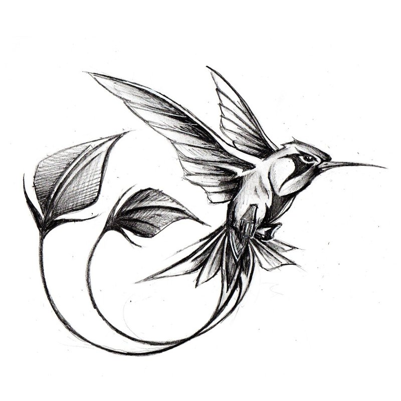 Hummingbird sketch